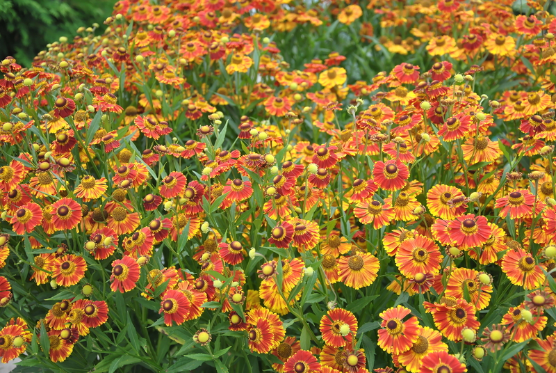 garden lawn