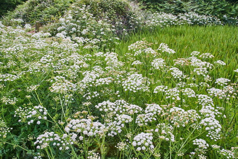 landscape design Garden