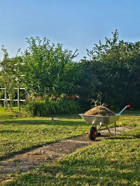 A garden scene featuring a lawn with freshly cut grass and a dirt pathway running through the middle. In the foreground, a silver wheelbarrow filled with dark soil or compost is positioned on the path